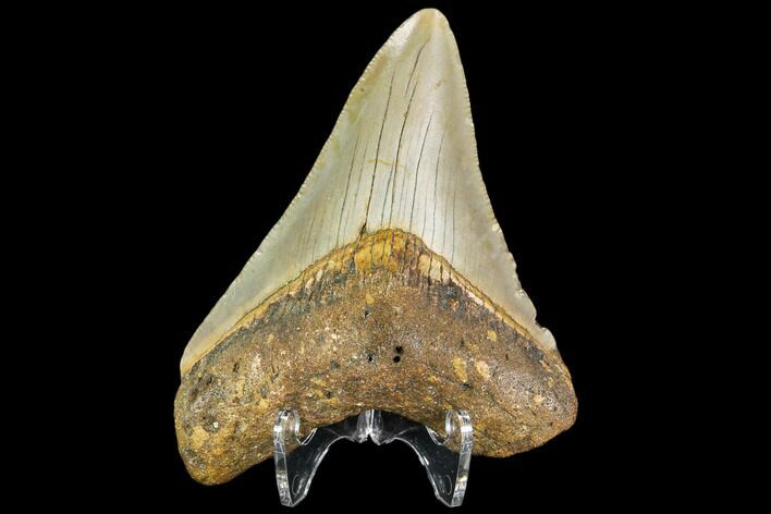 Fossil Megalodon Tooth - North Carolina #109887